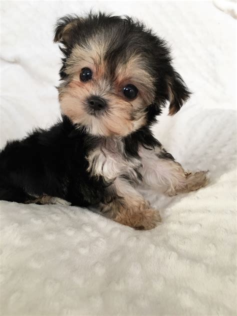Teacup Yorkie And Morkie Puppies For Sale 2022