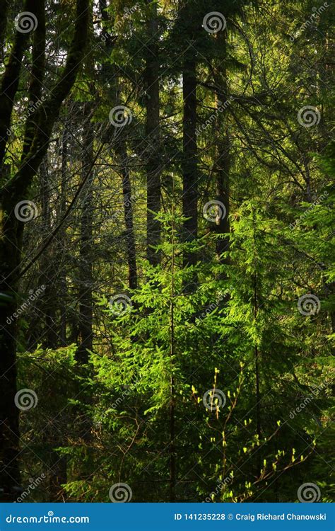 Pacific Northwest Forest Stock Photo Image Of Forest 141235228