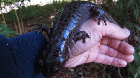 Humboldt Wildlife Coast Giant Salamander One Good Year