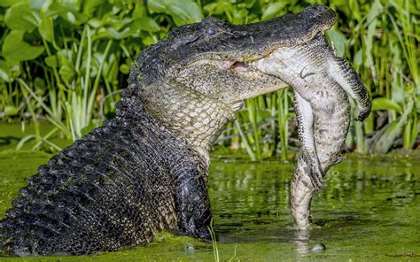 see an alligator devour another alligator in these gruesome photos live science