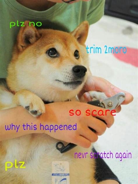 Media Made My Day Doge Meme Very Popular Much Wow So Trend