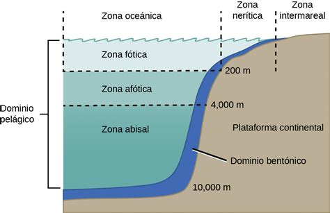 Ecosistemas Marinos O Oceánicos De Agua Salada Ovacen