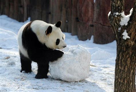 Giant Pandas Jia Jia And Meng Meng Frolic In The Snow During Their