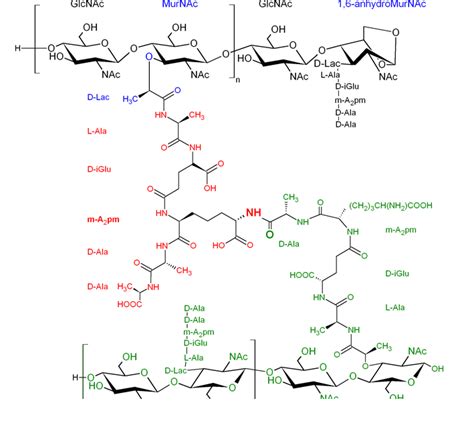Peptidoglycan Molecular Structure Glycopedia