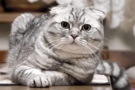 Scottish Fold Cat Scottish Fold Scottish Fold Kittens Most