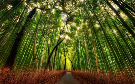 Bamboo Forest Hd Desktop Wallpapers 4k Hd