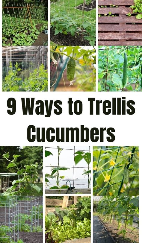 9 Easy Ways To Trellis Cucumbers For A Better Harvest Diy And Crafts