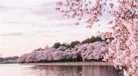 Cherry Blossom 4k Wallpaper Kolpaper Awesome Free Hd Wallpapers