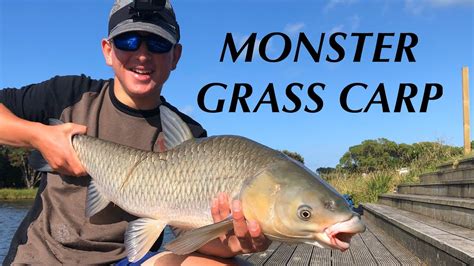 Fishing For Giant Grass Carp New Zealand Youtube