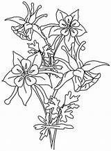 Columbine Coloring Printable Flower Flowers Boys Designlooter Stamp Rubber Clipart Template sketch template