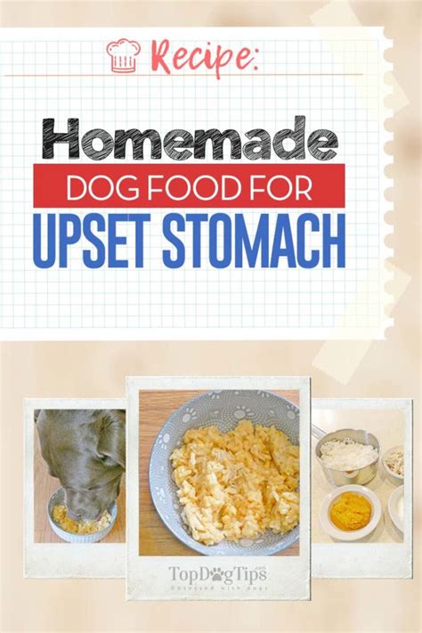 Homemade Dog Food For Upset Stomach Recipe