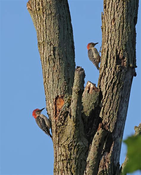 Red Bellied Woodpeckers 27 Indiana Photograph By Steve Gass Fine Art