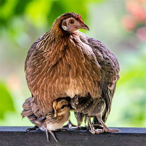 Beautiful Photo Of Mother Hen Protecting Chicks From The Rain Captured At Spore Botanic Gardens