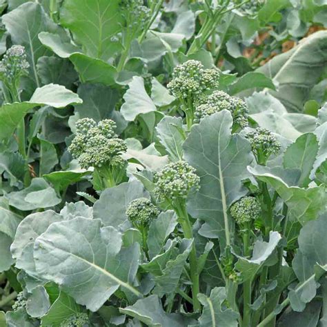 Raab Rapini Broccoli Seeds Terroir Seeds