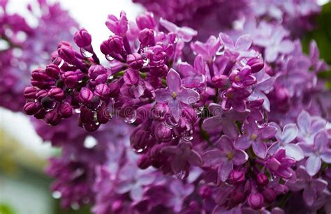 Fragrant Lilac Flowers Bloom In Spring Stock Photo Image Of T