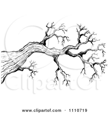 Tree Branch Sketch At Paintingvalley Explore Collection Of Tree