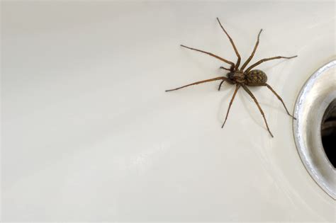 Spiders In Your House Atlanta Pest Control