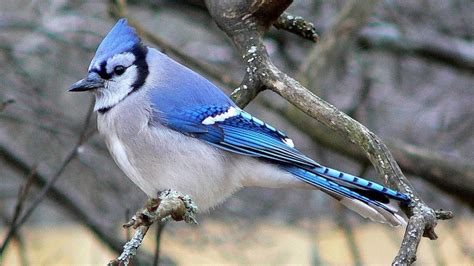 9 Things To Know About Blue Jays Peis Provincial Bird Prince