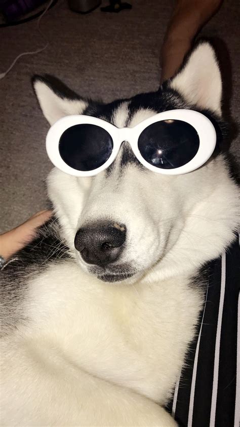 Puppers With Clout Dog Cloutglasses Husky Cute Animal Memes Cute