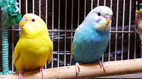 1 Hr Happy Parakeets Singing Eating And Chirping Budgies Chirping