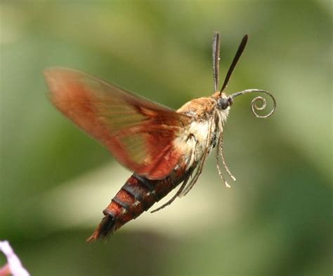 Hummingbird Hawk Moth 9 Moths Often Mimic Other Animals Many Moths Are