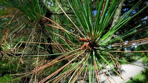 Brown And Dying Pine Needles It Could Be Dothistroma Needle Blight