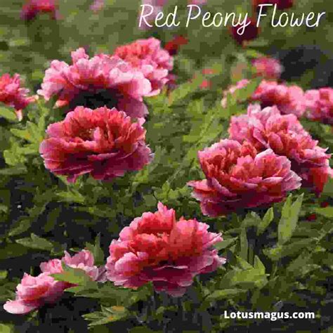 Peony Flower Meaning Colors Symbolism And 12 Facts Uk