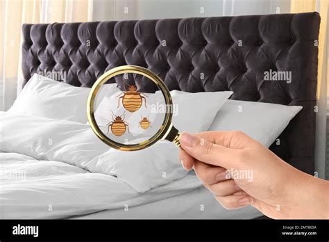 Woman With Magnifying Glass Detecting Bed Bugs Closeup Stock Photo Alamy