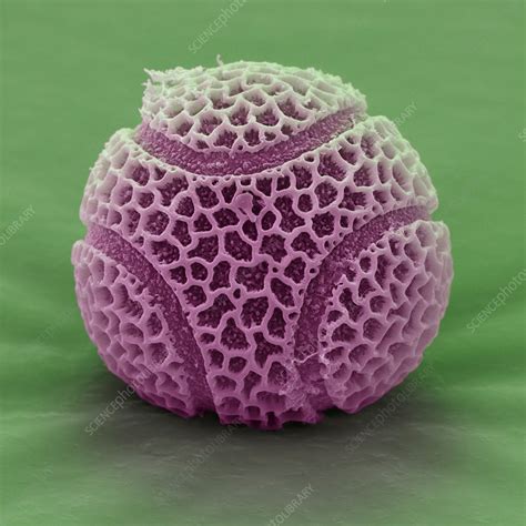 Pollen Grain From Passion Flower Stock Image B7860557 Science