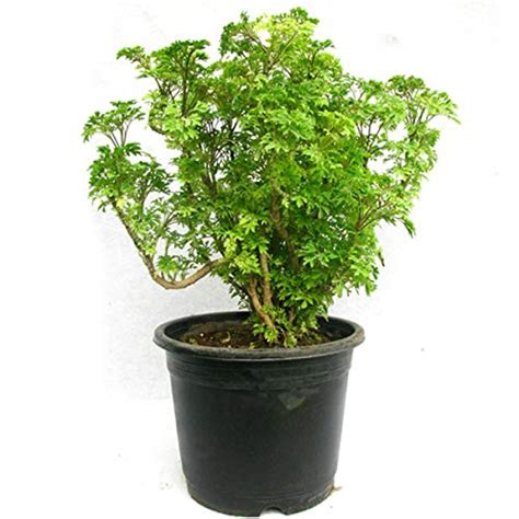 Buy Live Indoor Aralia Green Plant Air Purifying Plants In Pot Online