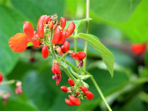 When the runner bean pods are completely dry, break them open to release the seeds. How to save runner bean seed - Nelson Seed Library