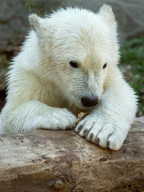 Portrait Of A Young Polar Bear In A Zoo Photograph By Stefan Rotter