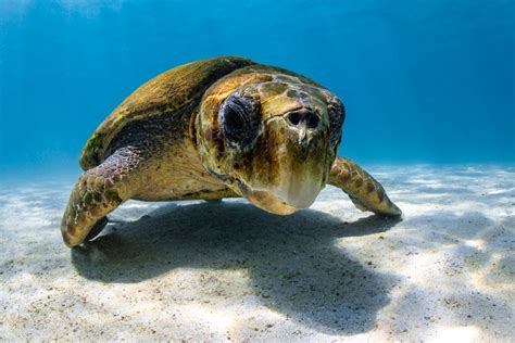무료 이미지 Olive Ridley Sea Turtle 바다 거북 바다 거북 녹색 바다 거북 켐프의 리들리 바다 거북