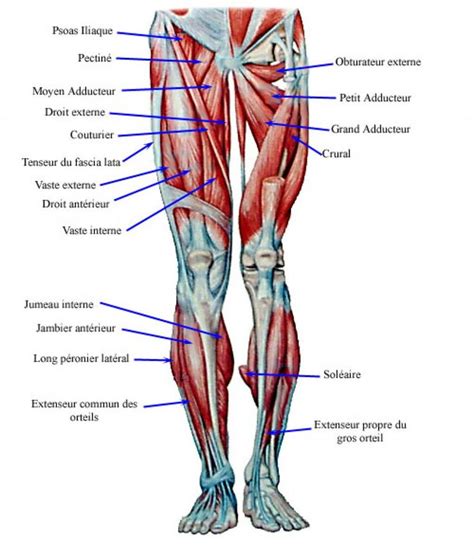 Human Leg Muscles Diagram Koibana Info Anatom A M Sculos Del