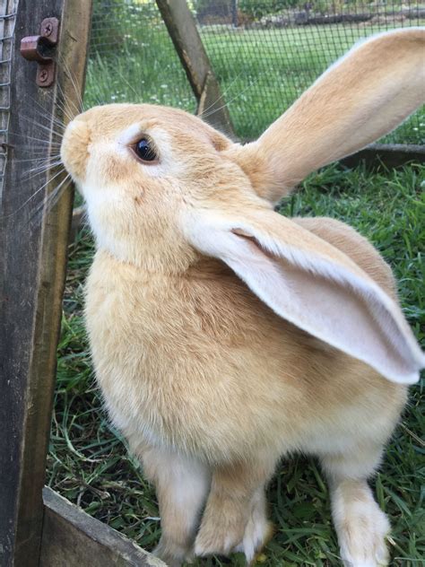 bunny s long ears rabbit names rabbit head bunny head jack rabbit bunny rabbit flemish