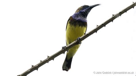 In most subspecies, the underparts of both male and female are bright yellow, the backs are a dull brown colour. Olive-backed Sunbird Cinnyris jugularis Kaeng Krachan ...