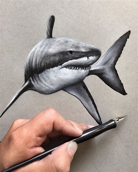 How To Draw A Shark Realistic Pencil Drawing Of A Shark How To Draw