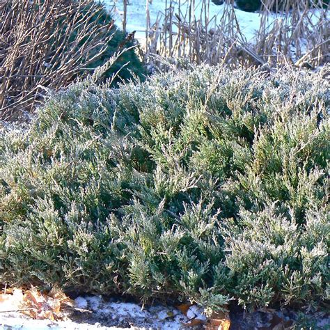 Juniperus Horizontalis Hughes From Nvk Nurseries