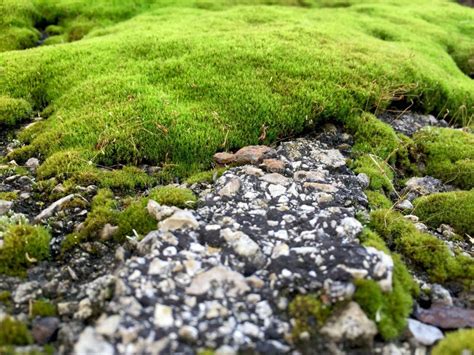 Bright Green Moss On The Old Asphalt Road Stock Image Image Of Fresh