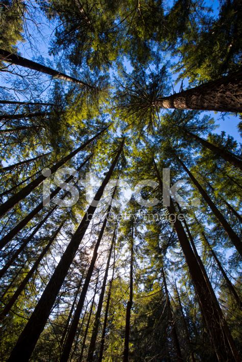 Trees Abut The Sky Stock Photo Royalty Free Freeimages
