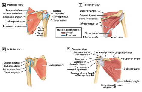 The shoulder muscles bridge the transitions from the torso into the head/neck area and into the upper extremities of the arms and hands. Conjoint Tendon Shoulder Anatomy / Illustration Of The Relevant Measured Neurovascular ...