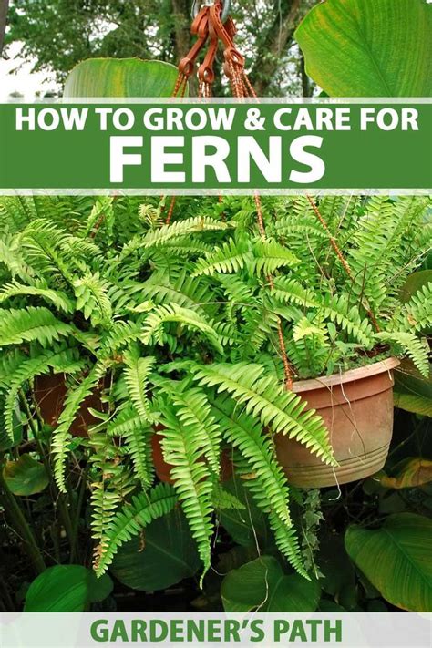 How To Grow And Care For Ferns Gardeners Path Plants Ferns Care