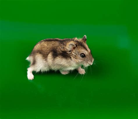 The campbell's dwarf hamster and the winter white the russian dwarf hamsters are becoming a popular pet option in pet stores and it is best to be prepared for everything you need in taking care of. Winter White Russian Dwarf Hamster Stock Image - Image of ...