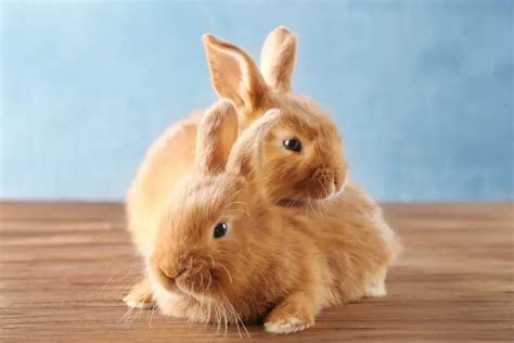 Do Rabbits Know And Recognize Their Siblings Rabbit Informer