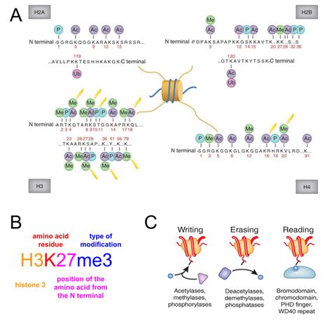 Transcription factors cannot bind dna and genes are not expressed. Histone modifications are major biochemical features of ...