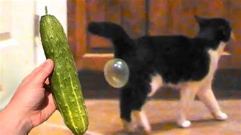 Cat Vs Cucumbers Reaction Cats Scared Of Cucumbers Compilation