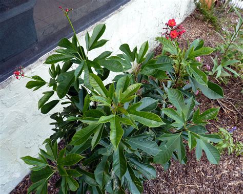 Weigela bushes are also an excellent songbird cover. My Florida Backyard: Flowers are Red