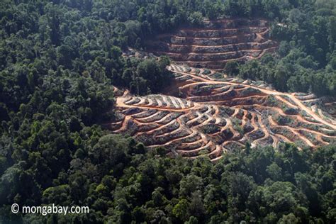 Hujan asid secara semulajadi adalah berasid. Hilangnya hutan hujan dataran rendah di Sabah, Malaysia