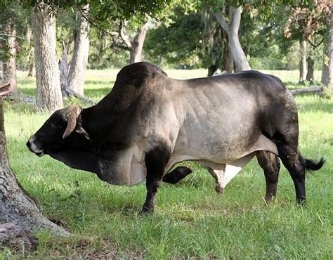It was bred in the united states from 1885 from cattle originating in india, imported at various times from the united kingdom, from india and from brazil. Texas Brahman Bull Photograph by Patricia Wensel