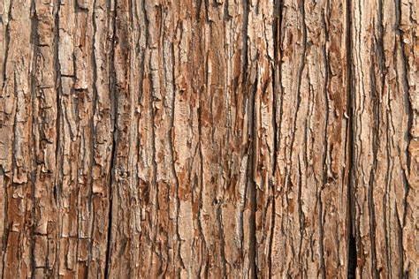 Tree Bark Texture Free Photo On Barnimages